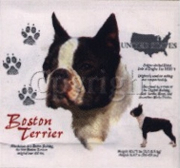 Motiv Boston Terrier 4