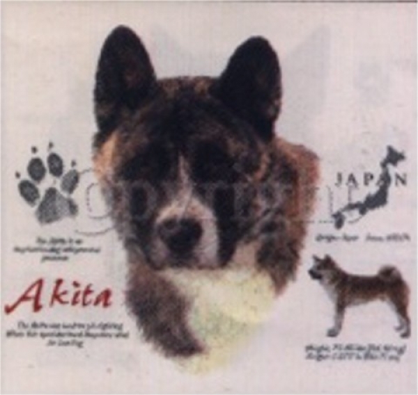 Motiv Akita 4