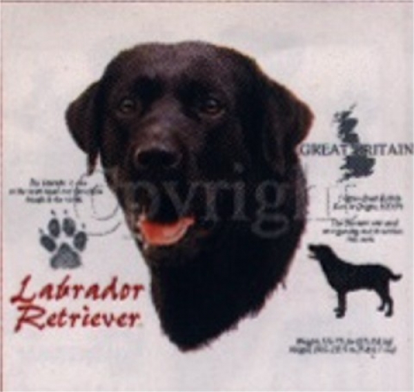Motiv Labrador Retriever schwarz 4