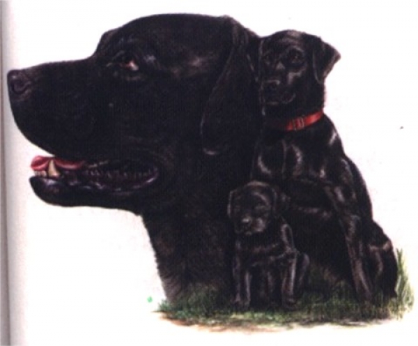 Motiv Labrador Trio 2 schwarz