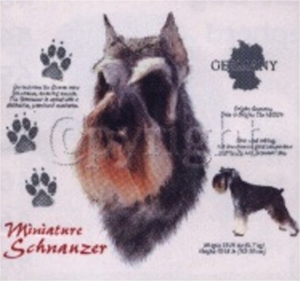 Motiv Miniature Schnauzer Kupiert 4