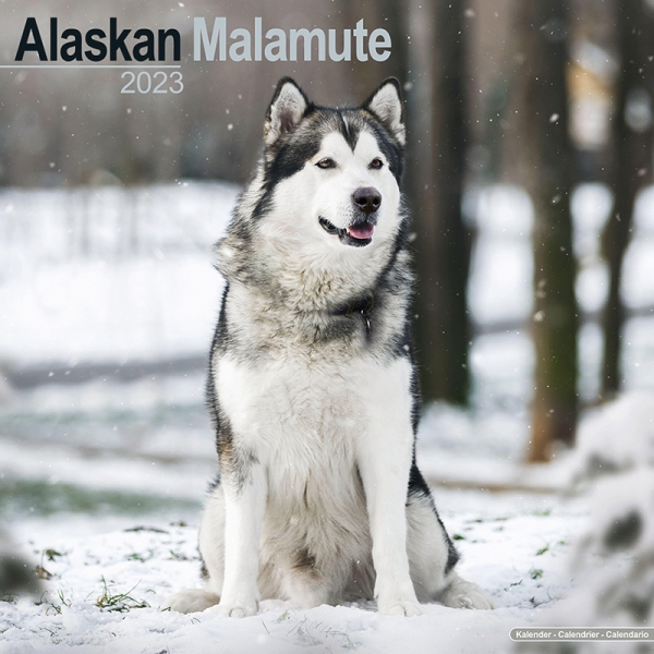 Kalender 2023 Alaska Malamute