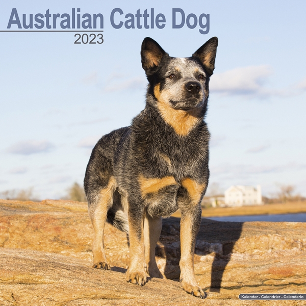 Kalender 2023 Australian Cattle Dog