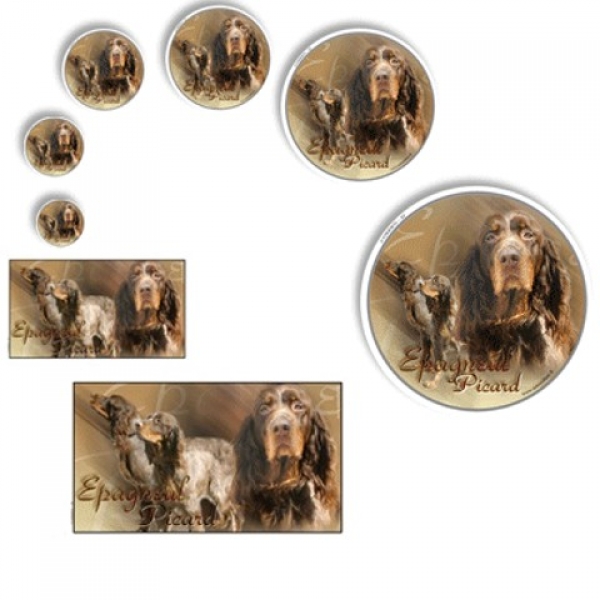 Aufkleber Epagneul Picard / Picardie-Spaniel