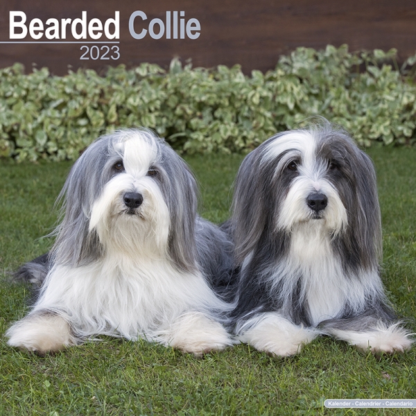 Kalender 2023 Bearded Collie