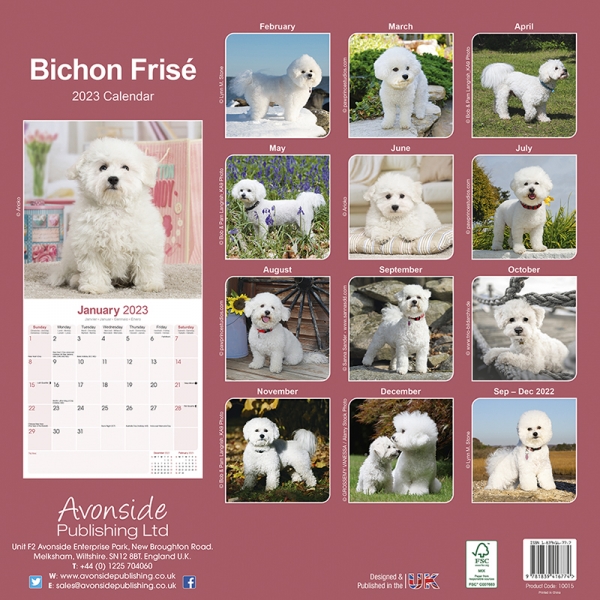 Kalender 2023 Bichon Frise