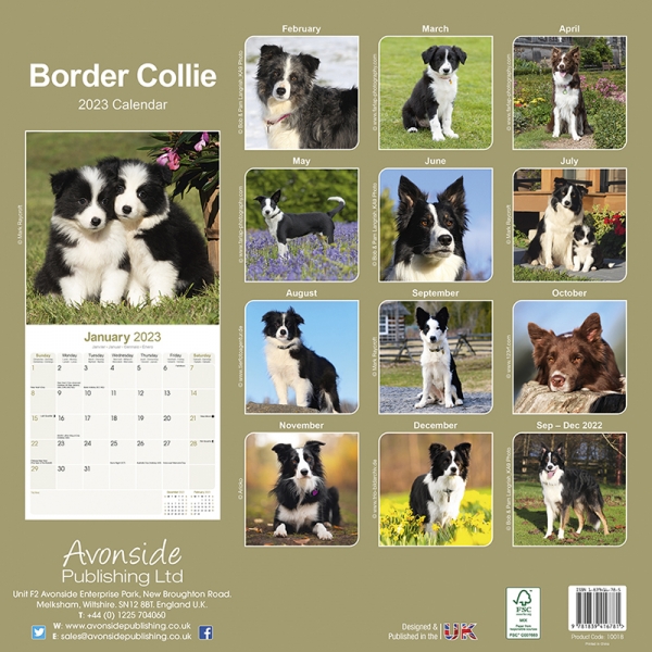 Kalender 2023 Border Collie