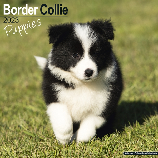 Kalender 2023 Border Collie Welpen