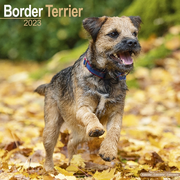 Kalender 2023 Border Terrier