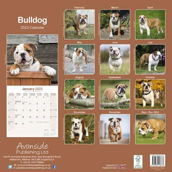 Kalender 2023 Englische Bulldogge