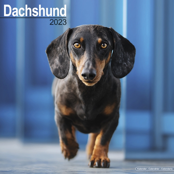 Kalender 2023 Dackel Kurzhaar Dachshund Teckel