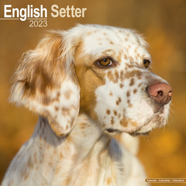 Kalender 2023 English Setter