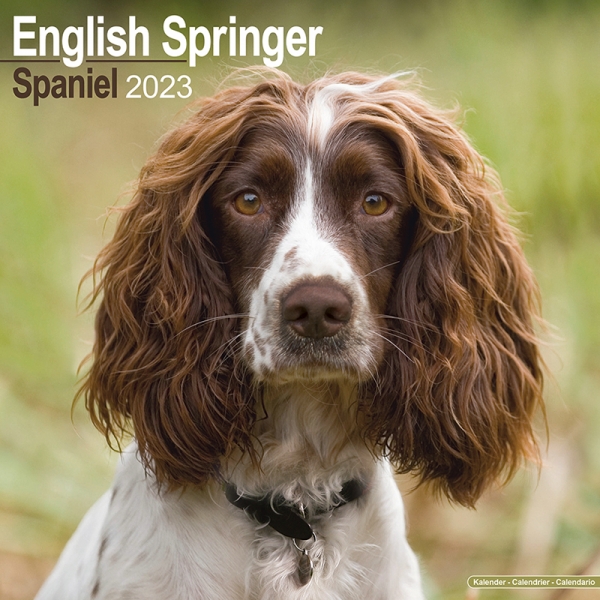 Kalender 2023 English Springer Spaniel (Euro)