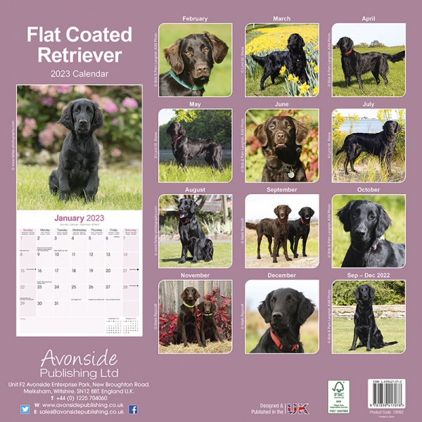 Kalender 2023 Flat Coated Retriever