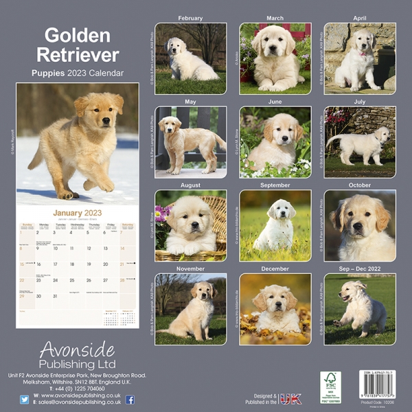 Kalender 2023 Golden Retriever Welpen