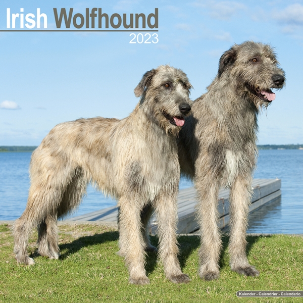 Kalender 2023 Irish Wolfhound Irischer Wolfshund