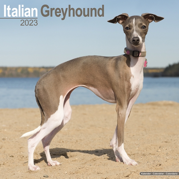 Kalender 2023 Italian Greyhound Windhund