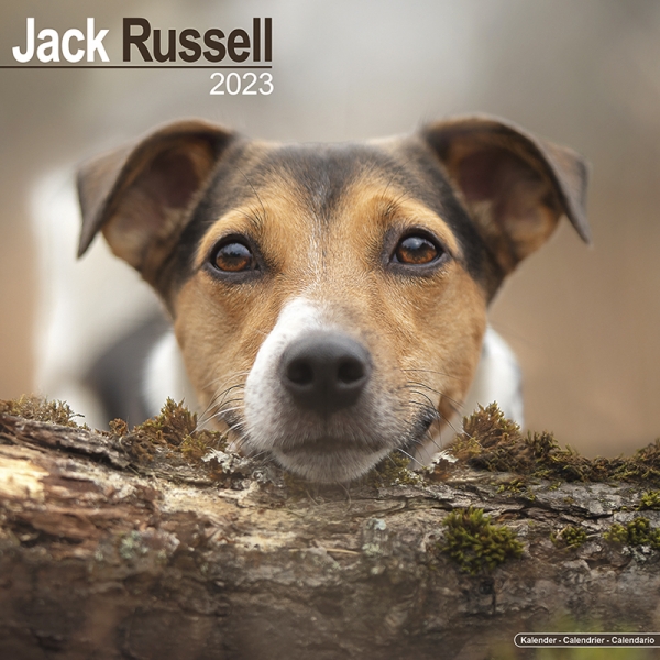 Kalender 2023 Jack Russell Terrier