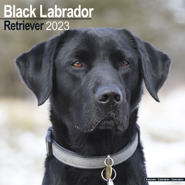 Kalender 2023 Labrador Retriever schwarz