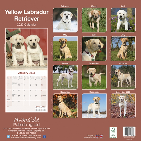 Kalender 2023 Labrador Retriever blond