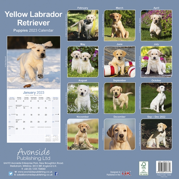 Kalender 2023 Labrador Retriever Welpen blond