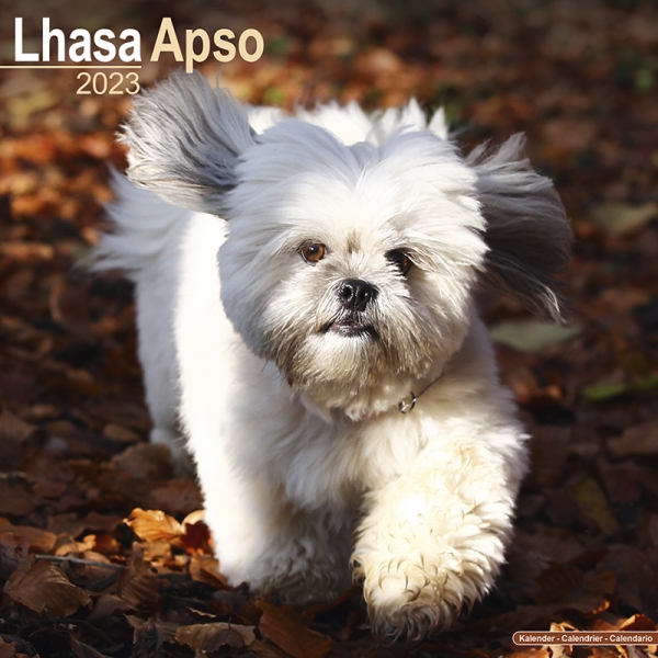 Kalender 2023 Lhasa Apso