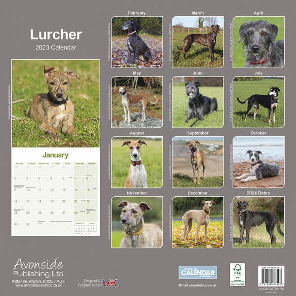 Kalender 2023 Lurcher Windhund