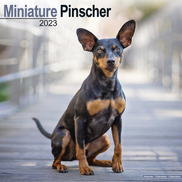 Kalender 2023 Rehpinscher Zwergpinscher