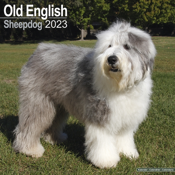 Kalender 2023 Bobtail Old English Sheepdog