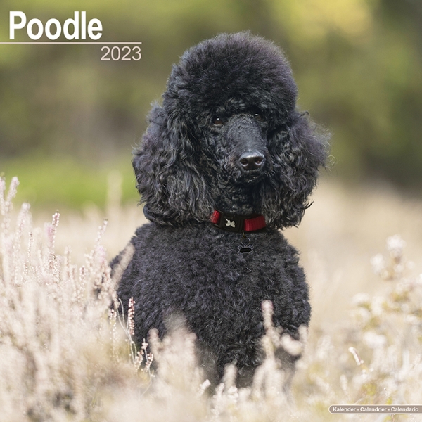 Kalender 2023 Pudel