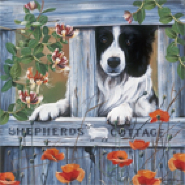 Puzzle Border Collie