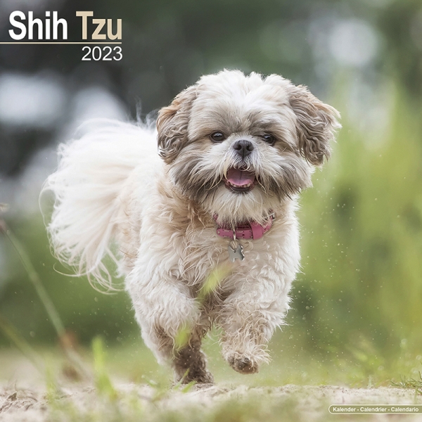 Kalender 2023 Shih Tzu