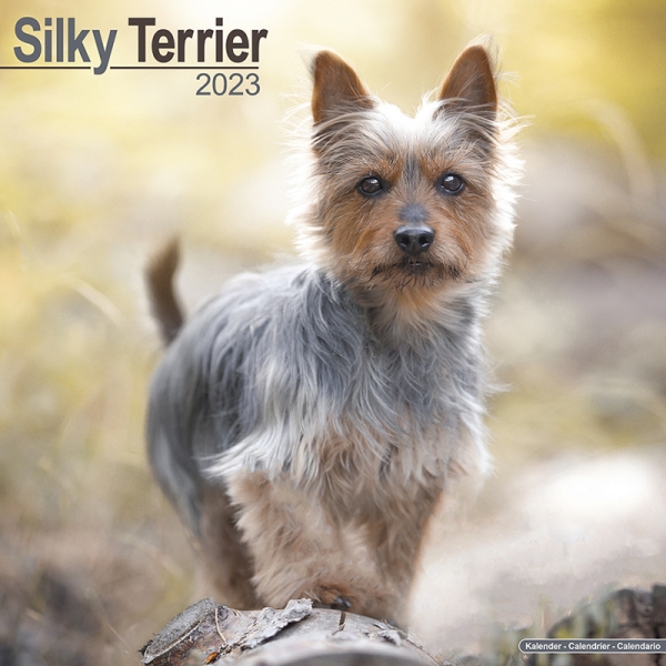 Kalender 2023 Silky Terrier