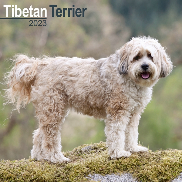 Kalender 2023 Tibetan Terrier / Tibet Terrier