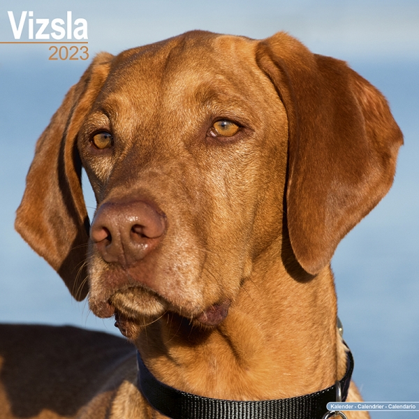 Kalender 2023 Vizsla / Ungarischer Vorstehhund