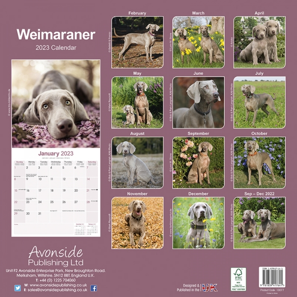 Kalender 2023 Weimaraner