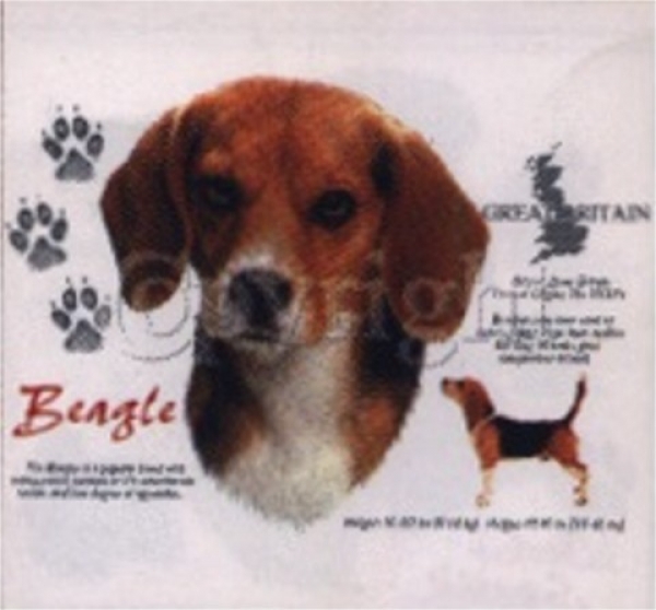 Motiv Beagle 4