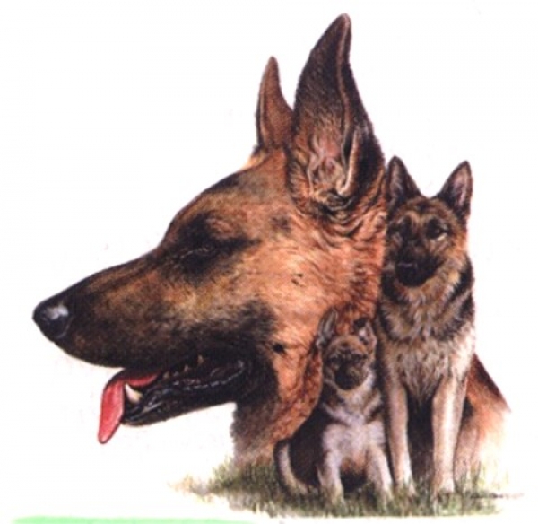 Motiv Deutscher Schäferhund Trio 2