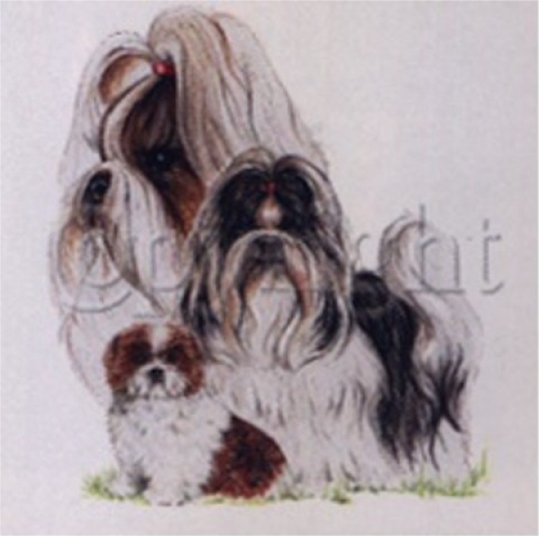 Motiv Shih Tzu 3er Gruppe 2