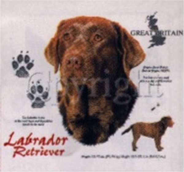 Motiv Labrador Retriever braun 4