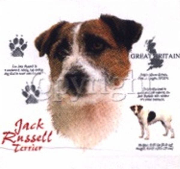 Motiv Jack Russell Terrier 4