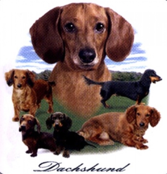Motiv Dackel Dachshund Gruppe
