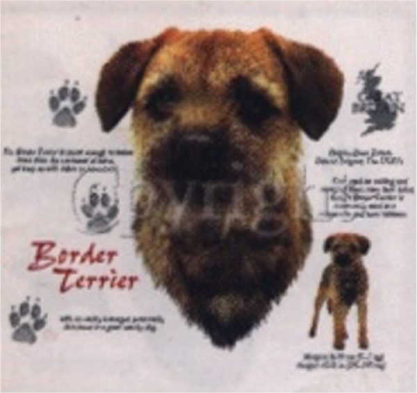 Motiv Border Terrier 4