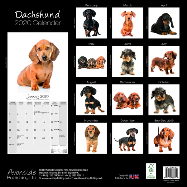 Studio Kalender 2023 Dackel Dachshund