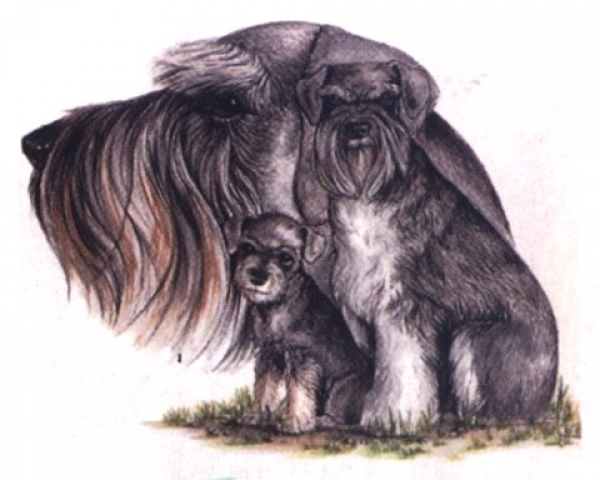 Motiv Schnauzer Trio 2