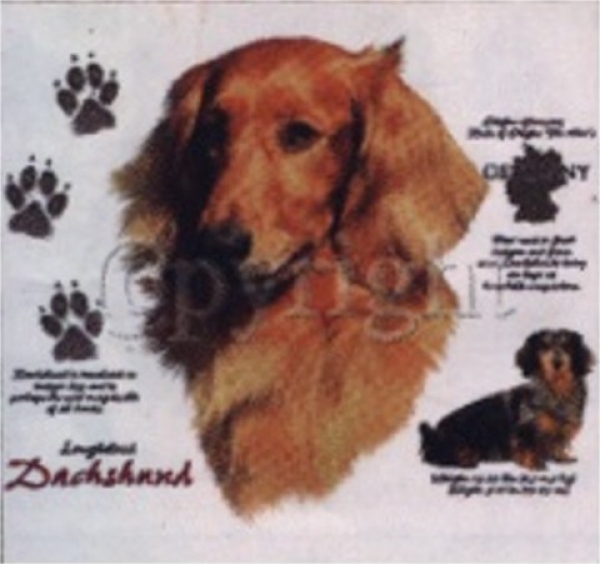 Motiv Langhaar Dackel Dachshund 4