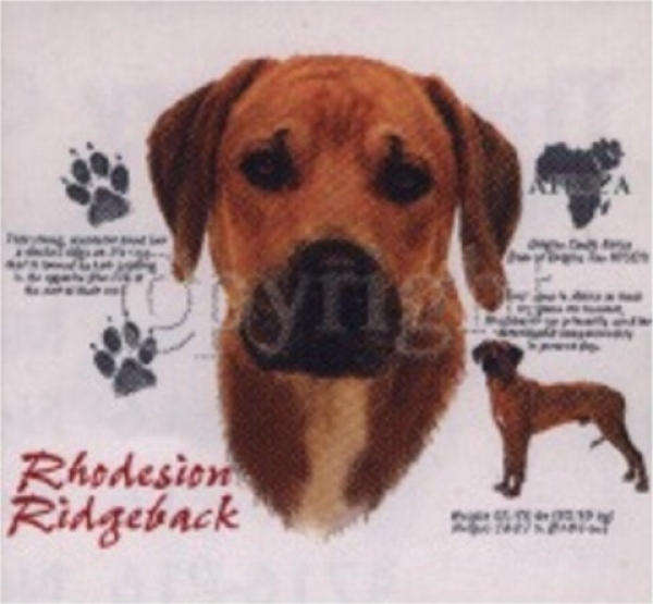 Motiv Rhodesion Ridgeback Pfoten