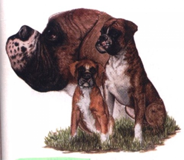 Motiv Boxer Trio