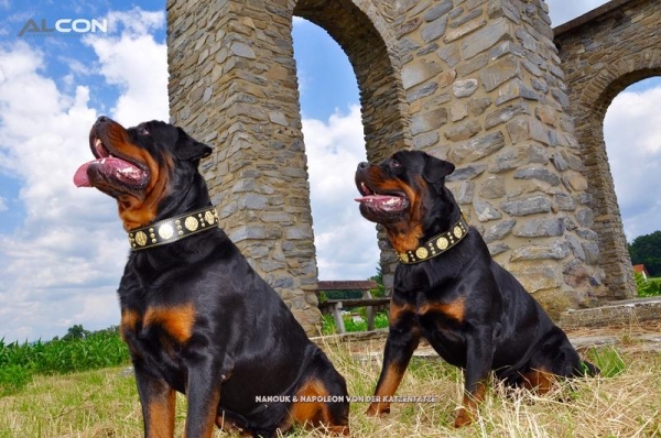 Maximus schwarz Molosser Halsband 6,5cm breit Fila Rottweiler Dogge Bulldog