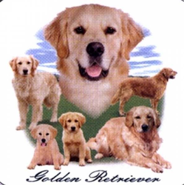 Motiv Golden Retriever Gruppe